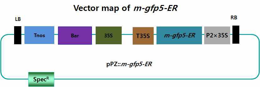 Bar gene 이용한 GFP/PZP벡터.
