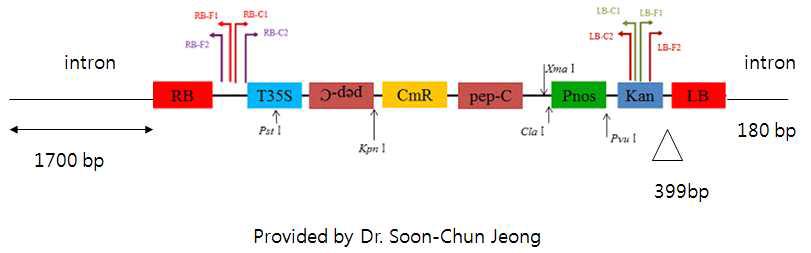 Insertion Analysis of GM Pepper (intergenic).