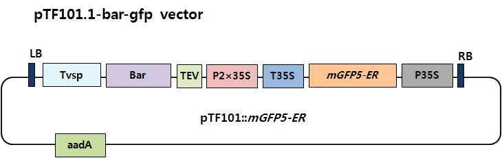 새로 제작한 pTF101.1-bar-gfp vector.