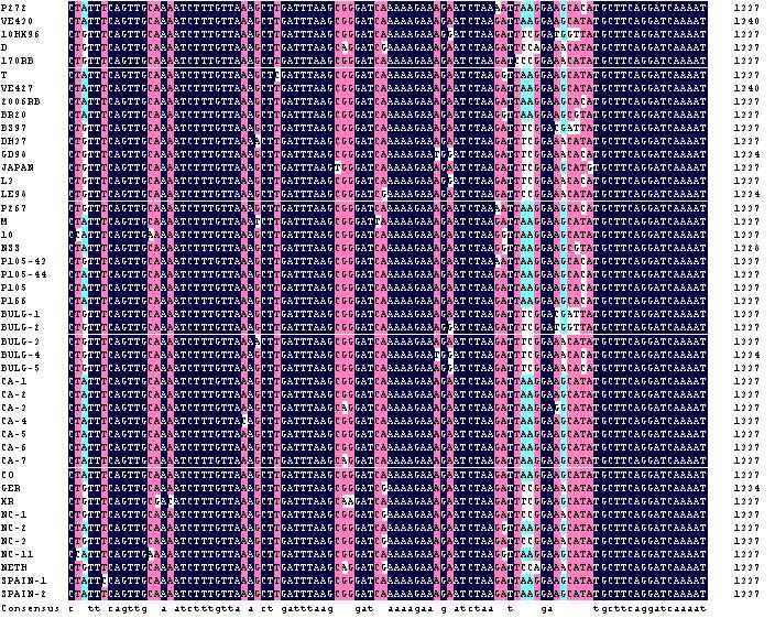 Multiple nucleontide sequence alignment of RNAi target seqeuence at NSs gene ofTSWV strains.