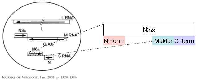 The schematic diagram of N-term, Middle and C-term of HC-Pro.