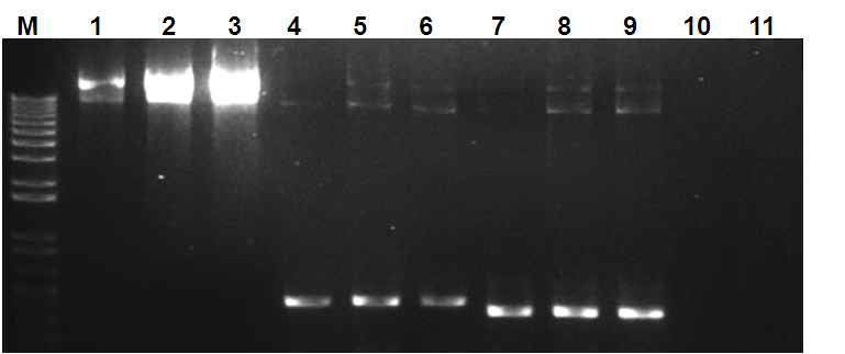Electrophoretic pattern and PCR for confirmation of pK7GWIWG2 (II)::TSWV N-term clone, pK7GWIWG2 (II)::TSWV Middle clone and pK7GWIWG2 (II)::TSWV C-term clone.