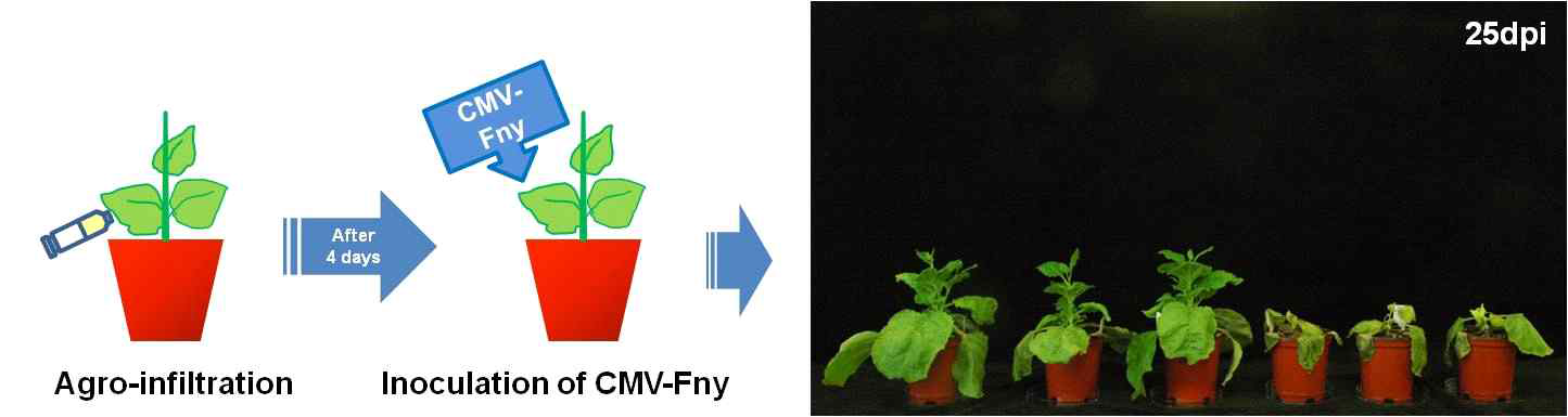 Agrobacerium-mediated transient expression of hp-CMV1 RNAi interferes with CMV-Ca-P1 infection.