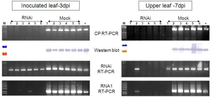 Detection of CMV-Ca-P1 coat protein, RNAi target and RNA1 partial.