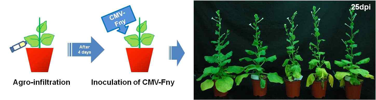 Agrobacerium-mediated transient expression of hp-CMV2 interferes with CMV-Fny infection.
