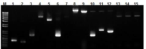 Electrophoresis patterns of used genes for hpCMV2+1 RNAi vector instruction.