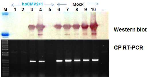 Western blot and RT-PCR analyses of agrobacerium-mediated transient expression of hp-CMV2+1 RNAi interferes with CMV-Fny infection.