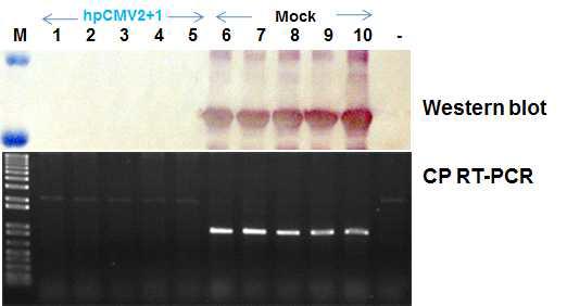 Western blot and RT-PCR analyses of agrobacerium-mediated transient expression of hp-CMV2+1 RNAi interferes with CMV-Ca-P1 infection.