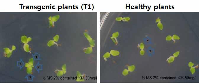 Gemination of TSWV 393-C transgenic Nicotiana benthamiana(T1) seeds on 1/2 MS 2% medium contained Kanamaycin 50mg/ml.