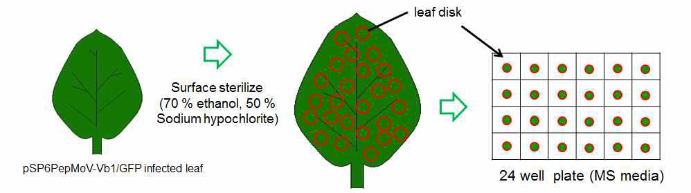 Cartoon guide to leaf disc method from pSP6PepMoV-Vb1/GFP infected leaf.
