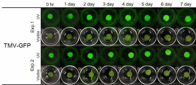 GFP stability of leaf discs infected with TMV-GFP.