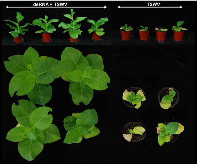 Comparison of symptoms on tested tobacco plants inoculated with TSWV.