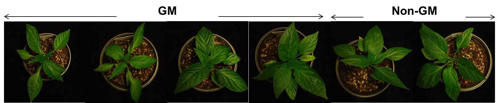 Symptoms of GM and non-GM peppers infected with CMV(7 dpi).