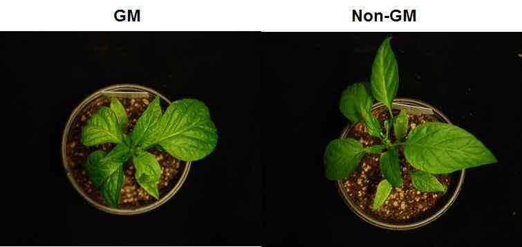 Symptoms of GM and non-GM peppers infected with CMV(14 dpi).