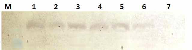 Western blot analysis of extracts from GM and non-GM peppers infected with CMV, using CMV antibody. M: Protein marker (Bio-rad), 1~4 : transgenic GM peppers infected with CMV, 5~6 : non-GM peppers infected with CMV, 7 : Healthy GM pepper.
