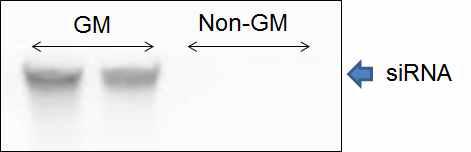 Northern blot analysis of total RNA from GM and non-GM peppers for detection of siRNA.