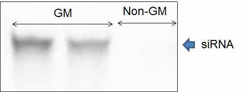 Northern blot analysis of total RNA from GM and non-GM peppers infected with CMV for detection of siRNA.
