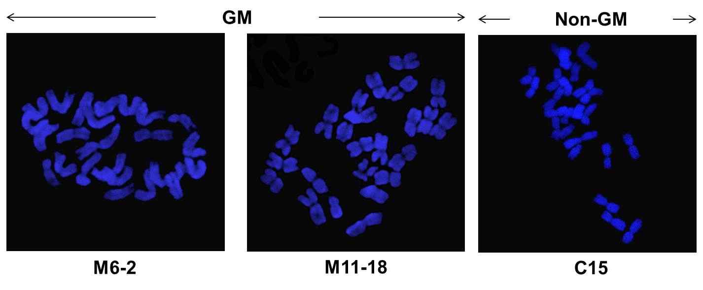 Fluorescence in situ hybridization on GM and Non-GM pepper plants.