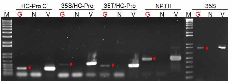 PCR analysis of the genomic DNA from GM and non-GM peppers. M:1kb+DNA ladder, G: GM pepper, N: Non-GM pepper, V: PepMoV RNAi vector (C-term), HC-Pro C: HC-Pro C UP/DN primers, 35S/HC-Pro: 35S promoter UP/HC-Pro C DN primers, 35T/HC-Pro: 35S terminator UP/HC-Pro C DN primers, NPTII: NPTII UP/DN primers, 35S: 35S promoter UP/DN primers. red arrow: target location.