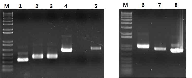 Probe synthesis for Southern blot. M: 1kb+ DNA ladder, 1: unlabeled HC-Pro C-term DNA probe, 2-3: DIG-labeled HC-Pro C-term DNA probes, 4: unlabeled NPTII DNA probe, 5: DIG-labeled NPTII DNA probe, 6-7: DIG-labeled 35S promoter DNA probes, 8: unlabeled 35S promoter DNA probe.