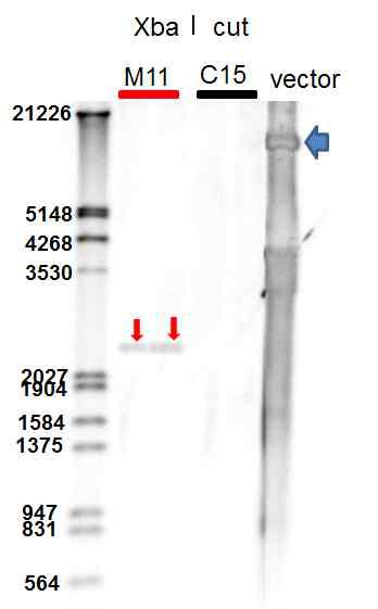 Southern blot analysis of the genomic DNA from GM and non-GM peppers. M 11: GM genomic DNA digested with XbaI, C 15: non-GM genomic DNA digested with XbaI, vector: PepMoV RNAi vector (C-term), red arrow: target location of DIG-labeled NPTII DNA probe in GM genomic DNA, blue arrow: target location of DIG-labeled NPTII DNA probe in PepMoV RNAi vector.