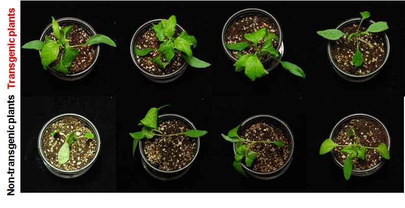 Symptoms of GM (Line 10-2) and non-GM peppers infected with PepSMV (14 dpi).
