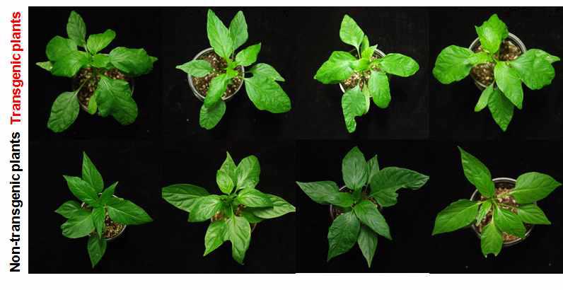Symptoms of GM (Line 10-2) and non-GM peppers infected with PMMoV(21 dpi).