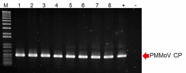 RT-PCR analysis of GM and non-GM pepper plants infected with PMMoV(21 dpi).