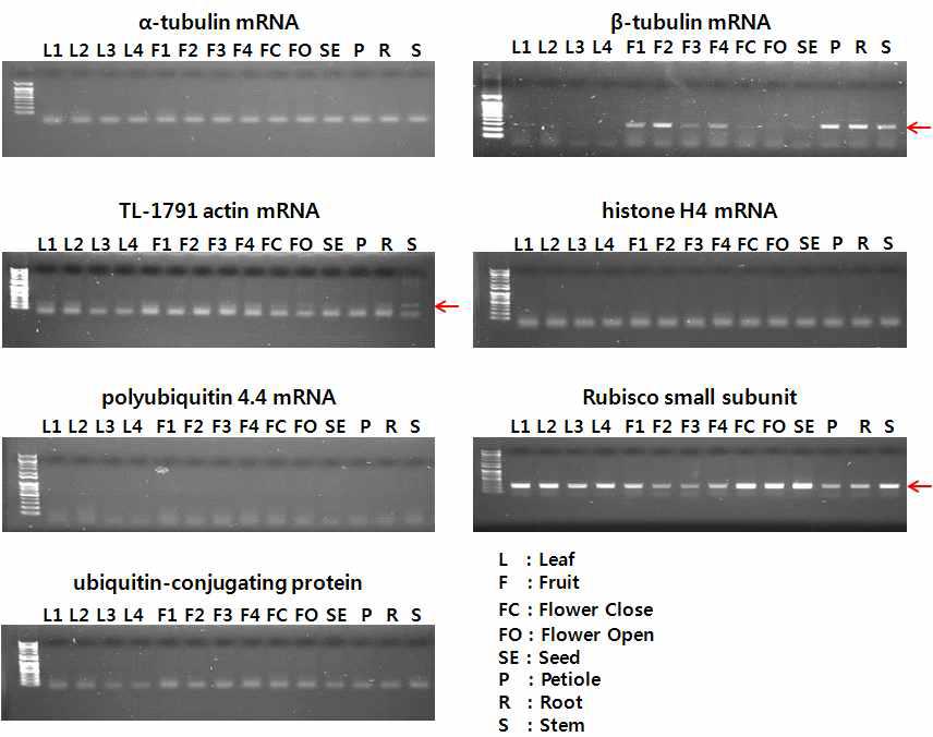 고추의 조직별 RT-PCR(20 cycles)