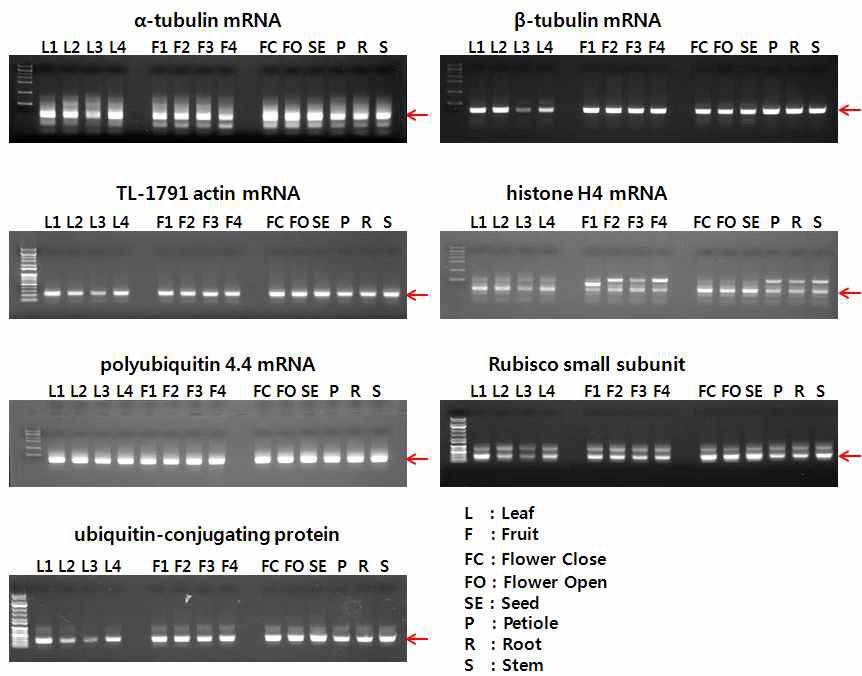 고추의 조직별 RT-PCR(25 cycles)