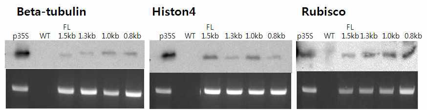고추프로모터 벡터의 Western-blot, RT-PCR을 통한 발현 검정