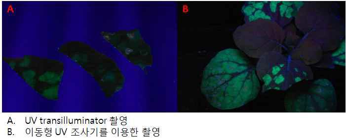 Agro-infiltration 잎의 UV 조사를 통한 GFP 발현검정.