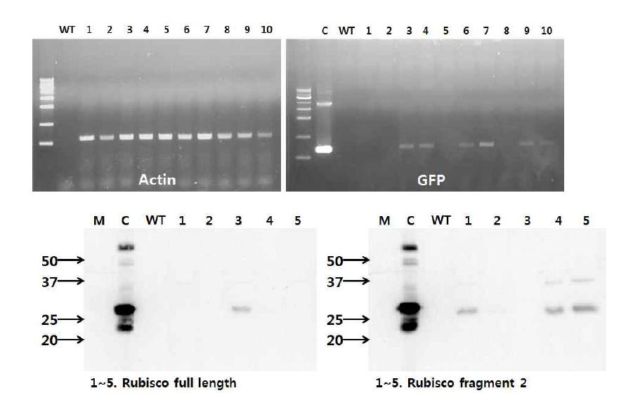 stable transformation 후 고추 Rubisco 프로모터 벡터도입 식물체 (T0)의 RT-PCR, Western-blot을 통한 발현 검정