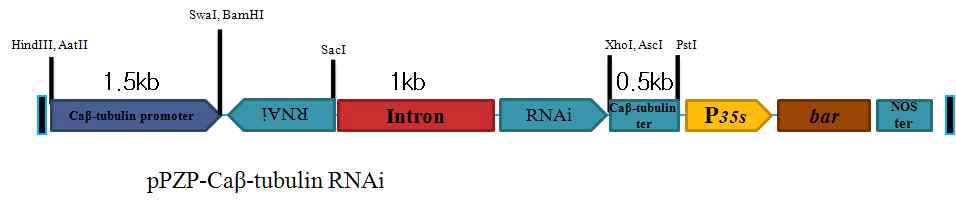 고추프로모터 RNAi 기본벡터를 이용한 10종의 RNAi 벡터 제작