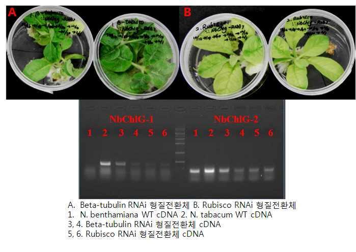 담배 형질전환을 통한 NbChlG 유전자 RNAi 벡터의 발현검정