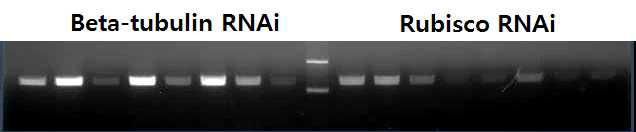 NbChlG RNAi 벡터가 도입된 형질전환체(T 의 T-DNA 분석.