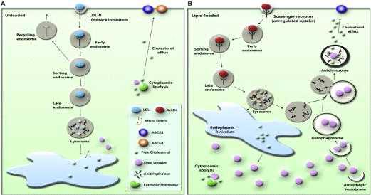 (A)리소좀의 오토파고솜 비의존적 지질대사 (B)오토파고솜 의존적 지질대사 경로