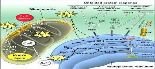 소포체와 미토콘드리아 그리고 활성산소와의 관계.