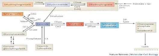 palmitate와 스핑고지질 대사경로.