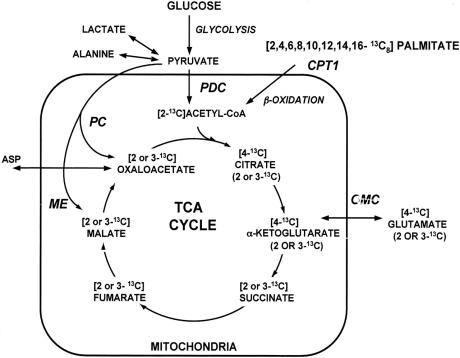 Palmitate와 미토콘드리아 대사경로.