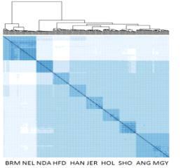 IBS matrix for comparison of cattle breeds.