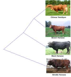 재래한우와 연변우간의 유전적 분지도 작성.