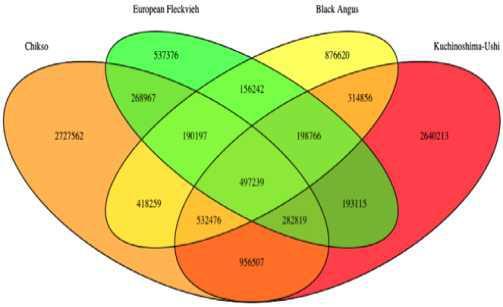 Venn diagram showing the number of shared SNPs between Chikso, Fleckvieh, Black Angus, and Kuchinoshima-Ushi cattle.