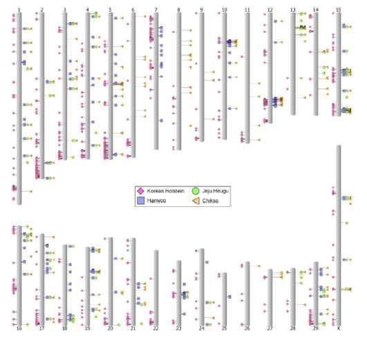 Distribution of copy number variation regions (CNVRs) on the chromosomes. Pink diamonds on the left of each chromosome indicate CNVR gains in Korean Holstein relative to Hanwoo, Jeju Heugu, and Chikso. Blue squares, green circles, and yellow triangles on the right represent CNVR gains in Hanwoo, Jeju Heugu, and Chikso, respectively.