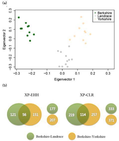 Principal component analysis (PCA) of Berkshire, Landrace, and Yorkshire breeds. Eigenvector1 (x-axis) versus Eigenvector2 (y-axis). Both Eigenvector (15.7% of the total variance) and Eigenvector2 (13.7% of the total variance) indicate proportion of variance(a). Summary of gene sets identified from statistical analyses (XP-EHH and XP-CLR) of Berkshire tested against Landrace and Yorkshire breeds(b).