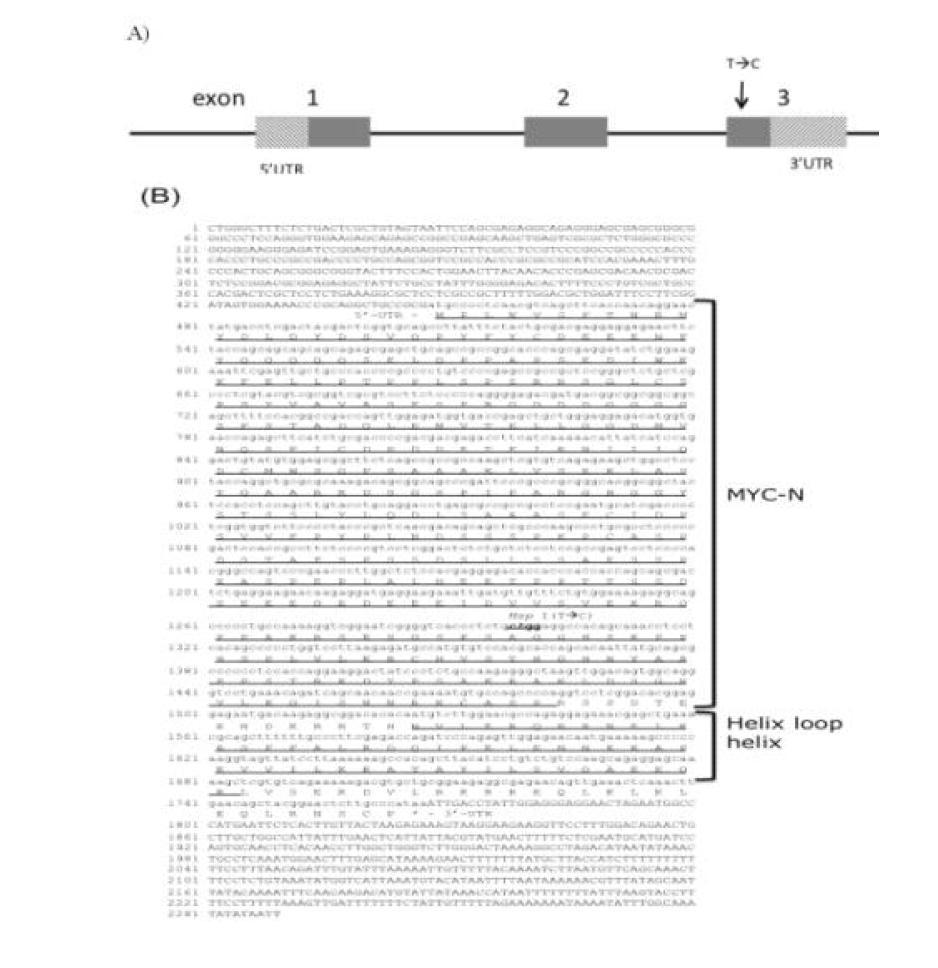 Gene structure and coding regions of porcine MYC gene. (A) Gene structure of porcine MYC gene. (B) Nucleotide and amino acid sequences of porcine MYC. MYC-N and DNA binding domain are depicted.