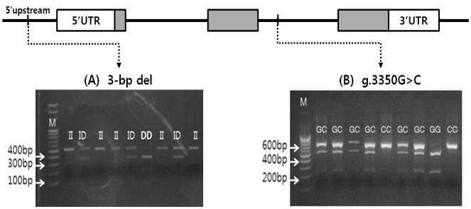 Genomic structure and polymorphisms of the MYC gene in Berkshire. Coding exons are marked by shaded blocks and 5