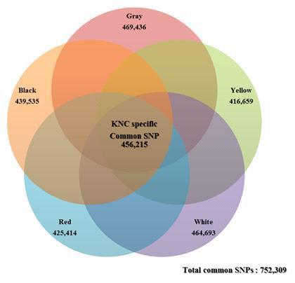 The identified line specific and common SNPs in Korean native chicken.