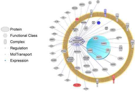 Putative pathway related to the 