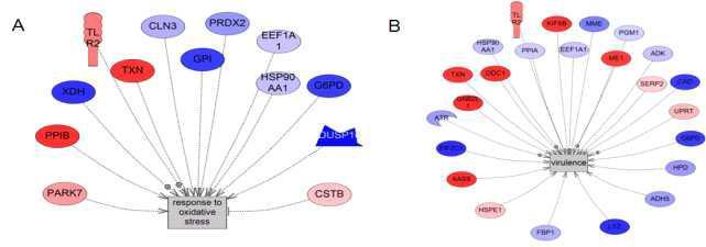 Significantly enriched sub-networks of proteins/chemicals regulating four cell processes using differentially expressed SmPUs.